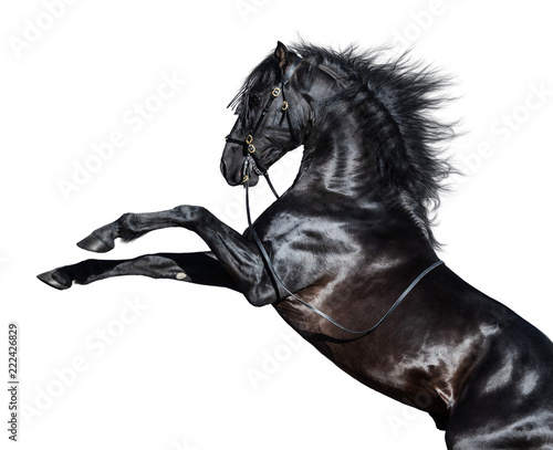 Black Andalusian horse rearing. Isolated on white background.
