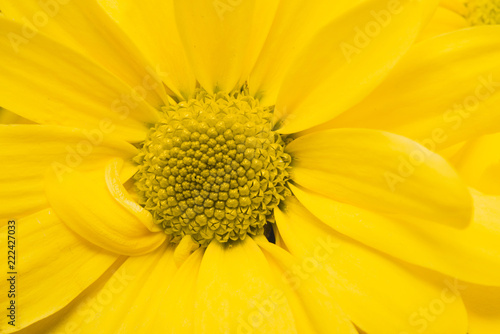 Close-up of yellow daisy © Freepik