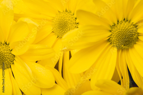 Beautiful daisies with yellow petals