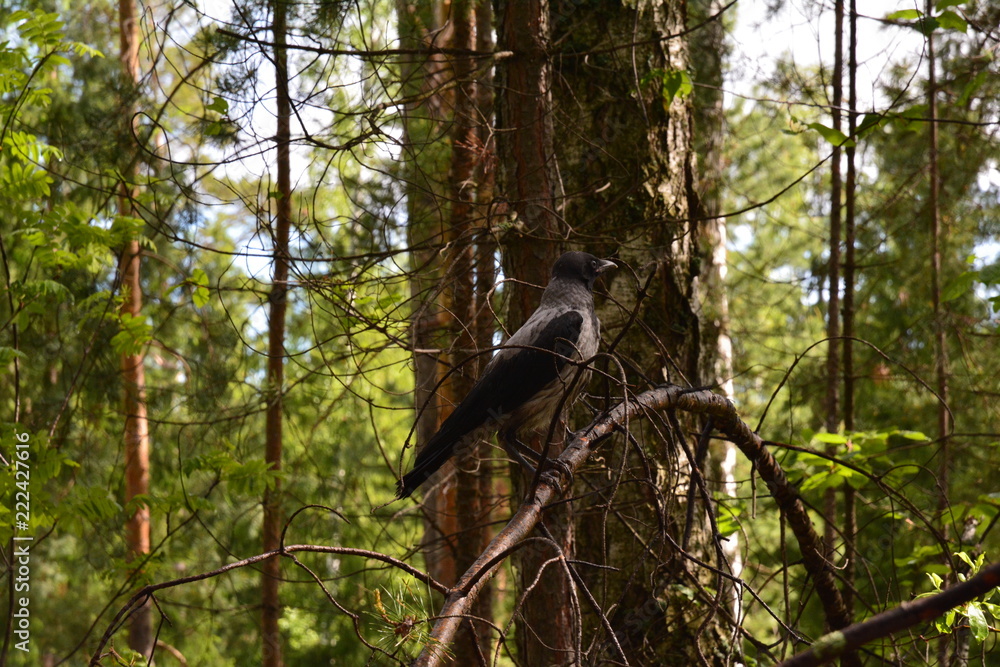 Obraz premium grey crow in the forest