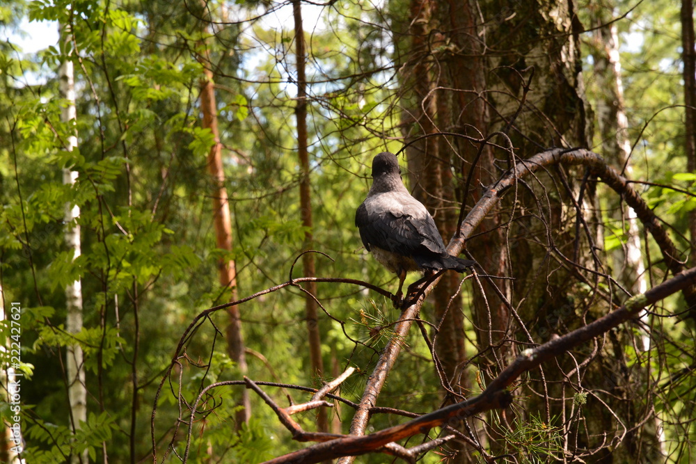 grey crow in the forest