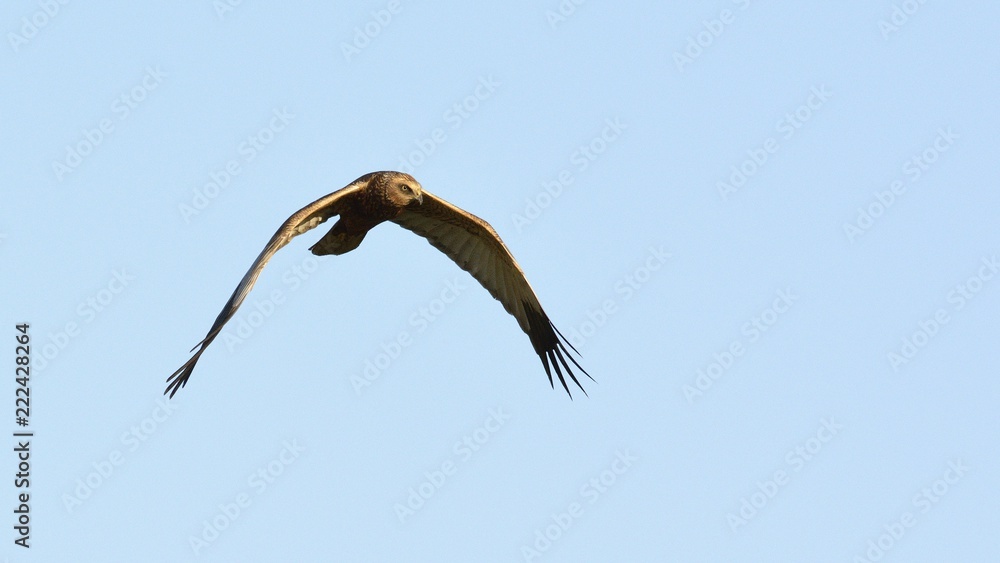 Fototapeta premium Marsh Harrier (Circus aeruginosus), Crete