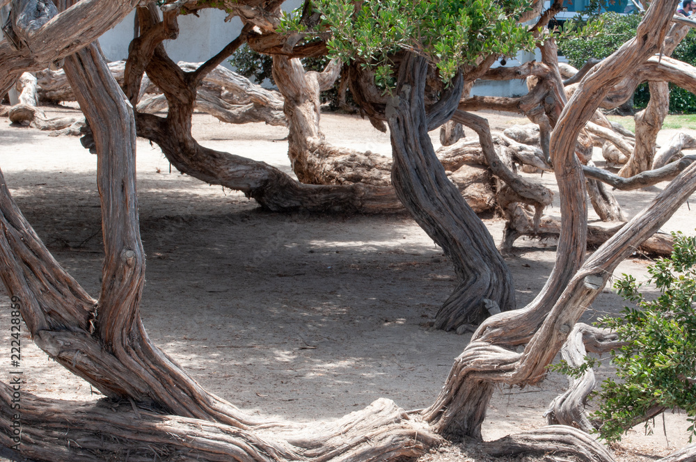 forest roots of twisted trees, USA, Coronado, San Diego, California.