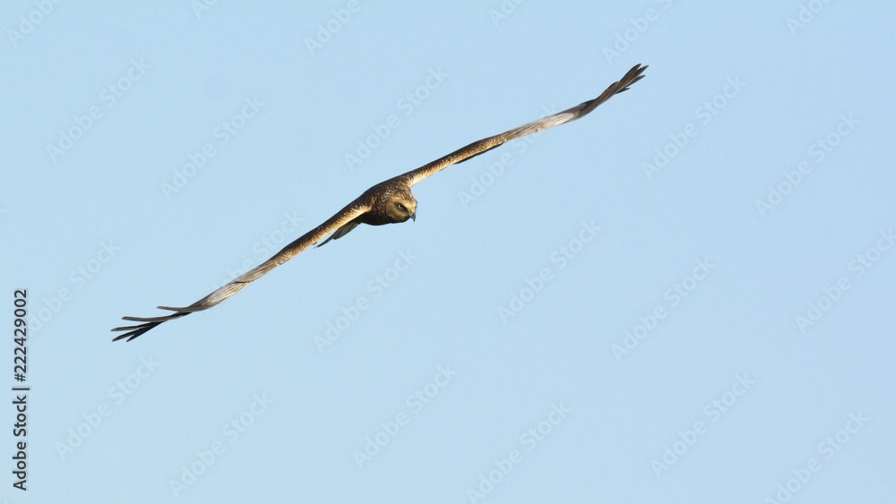 Marsh Harrier (Circus aeroginosus), Crete Marsh Harrier (Circus aeroginosus), Crete