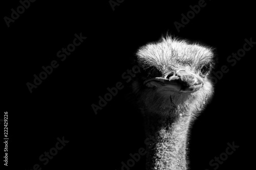 ostrich portrait isolated on black background