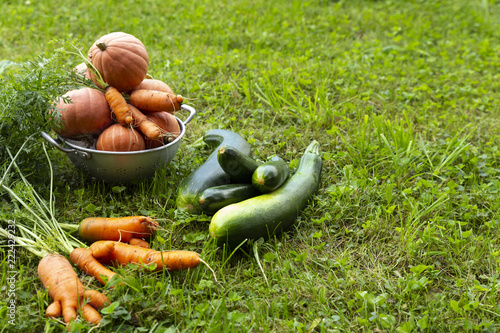 Close-up of freshly harvested organic pumpkins, zucchinis and carrots laying on grass.