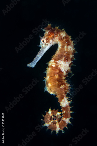 Seahorse (Hippocampus histrix). Picture was taken in Lembeh Strait, Indonesia