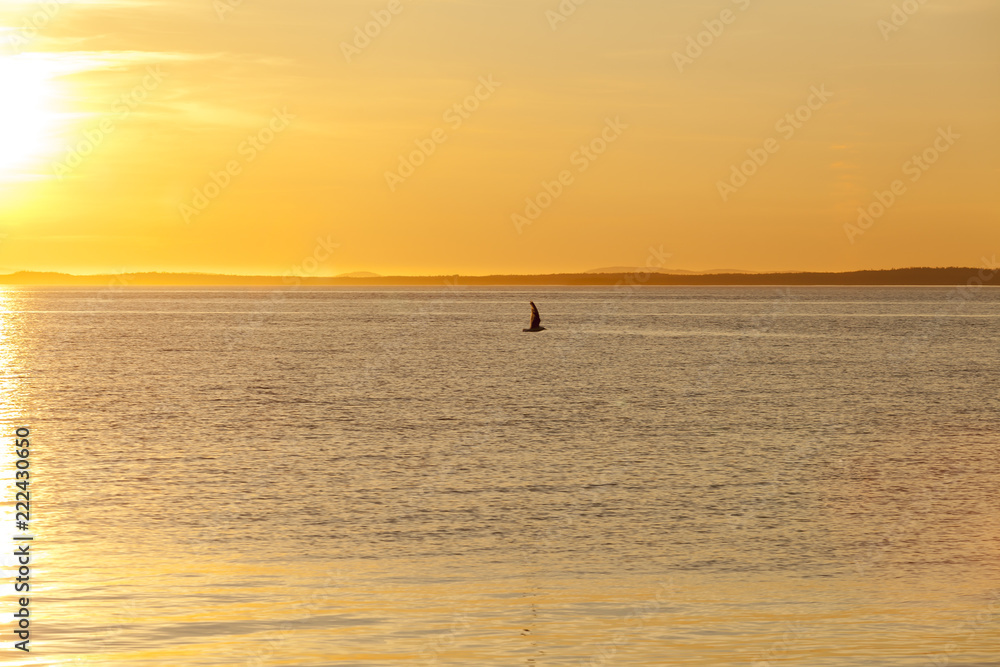 Seagull silhouette above the sea at colorful sunset. Сoncept of harmony and tranquility.