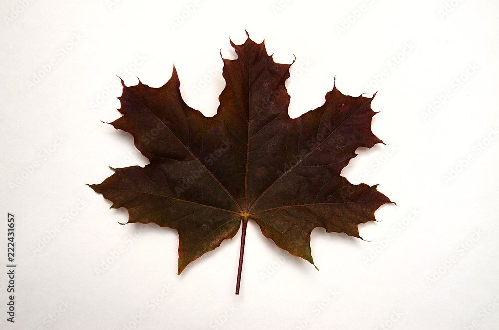 Fototapeta premium Burgundy maple leaf lies on a white background, top view