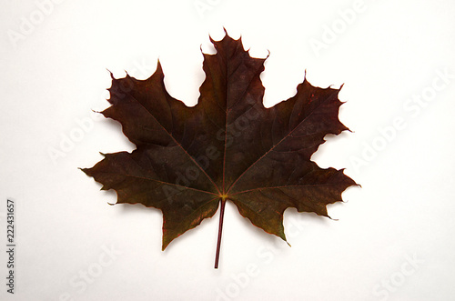 Wallpaper Mural Burgundy maple leaf lies on a white background, top view Torontodigital.ca