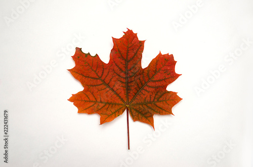 orange maple leaf lies on white background, top view