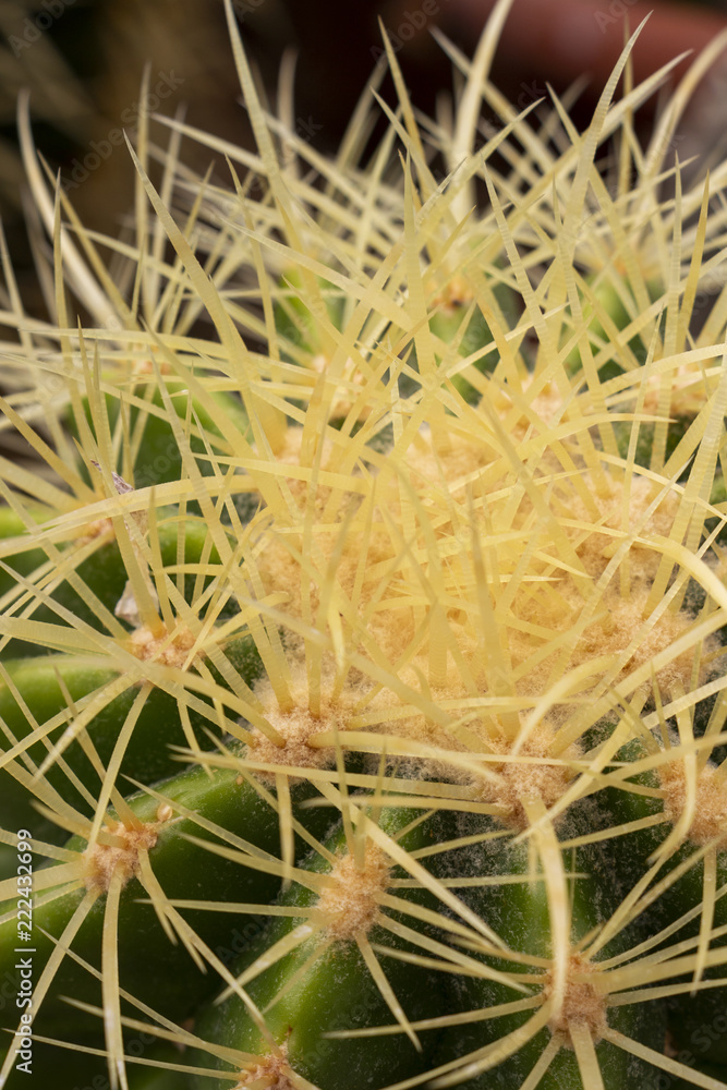Echinocactus grusonii, Golden Barrel Cactus spine detail Echinocactus grusonii, Golden Barrel Cactus spine detail