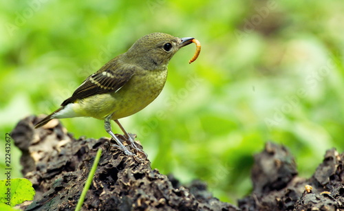 Yellow-rumped flycatcher are from Bangkok Thailand photo