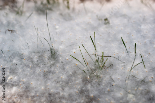 poplar fluff near grass summer time all covered with down, allergic © metelevan
