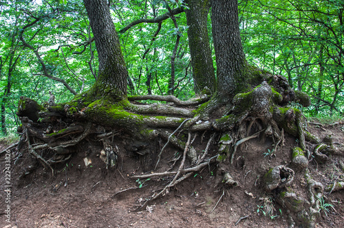 twisted roots of old trees