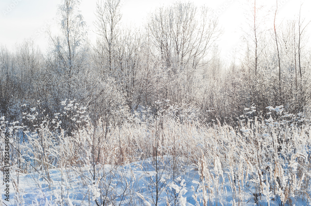 Fototapeta premium Plants in field covered with snow