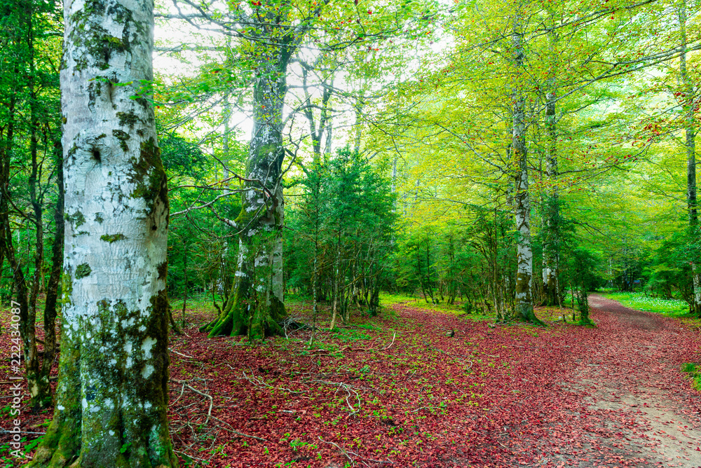 Obraz premium Ordesa and Monte Perdido national park
