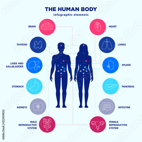 Human body infographic elements, male and female silhouettes and internal organs line icon set, vector flat design, medical graphic signs. Location of internal organs anatomy poster for clinics.