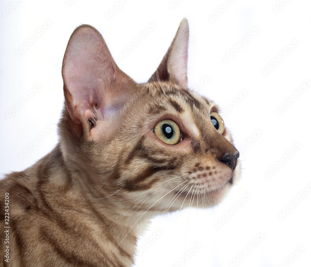 Bengal cat isolated on White Background in studio