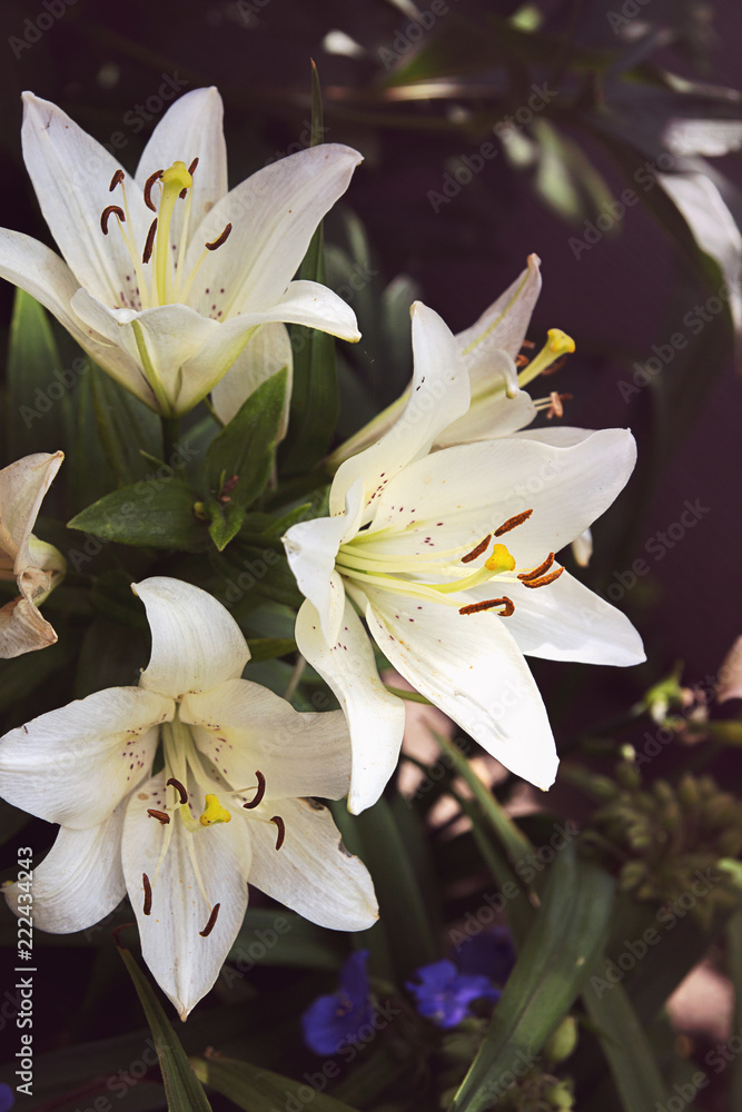 Fototapeta premium White lily in flower bed.