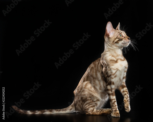 Bengal cat isolated on Black Background in studio © TrapezaStudio