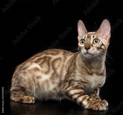 Bengal cat isolated on Black Background in studio