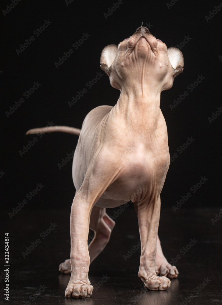 Sphinx cat isolated on Black Background in studio Sphinx cat isolated on Black Background in studio