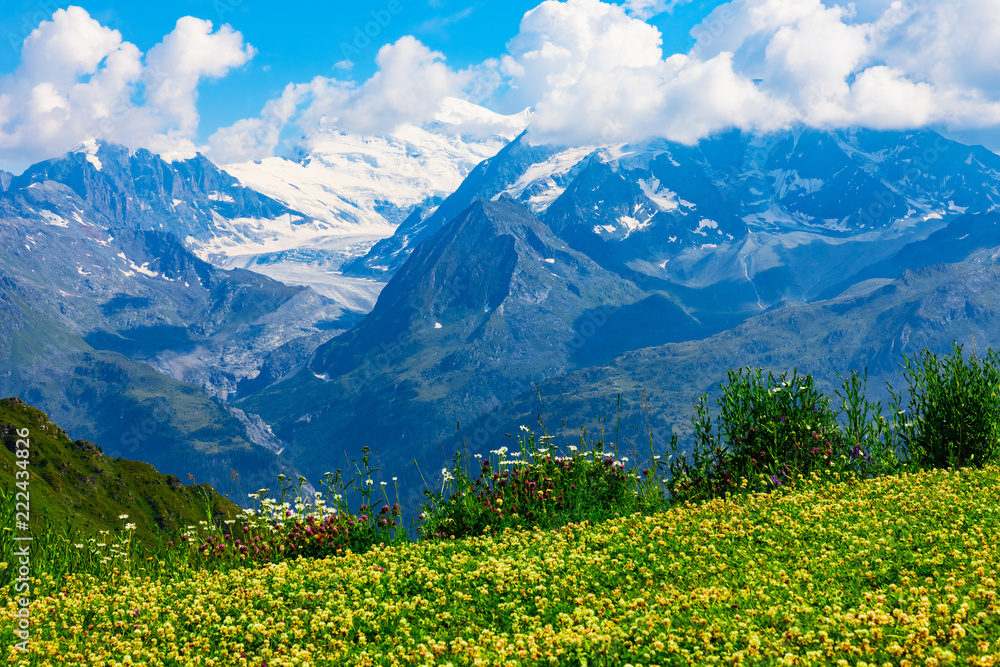 Mountain flower meadow in Alps, Switzerland