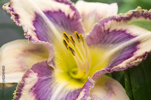 Beautyful yellow and purple lily.