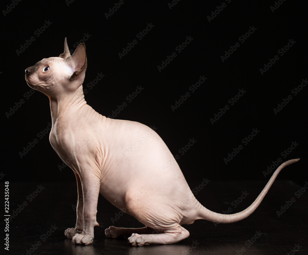 Sphinx cat isolated on Black Background in studio