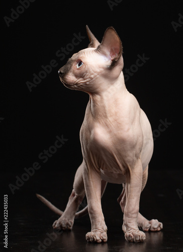 Sphinx cat isolated on Black Background in studio