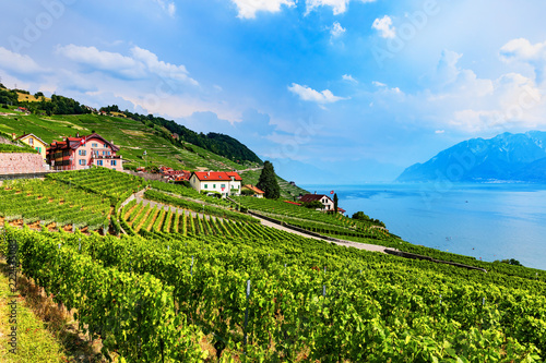 Vineyards near Geneva Lake, Switzerland