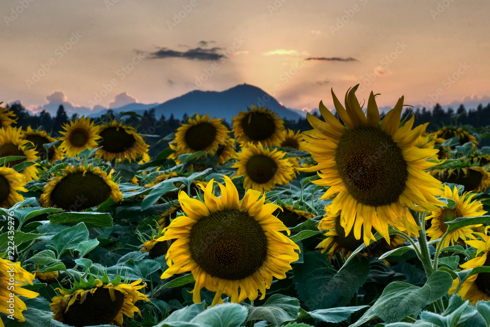 Sunflower filed in Sunset with Lubnik behind