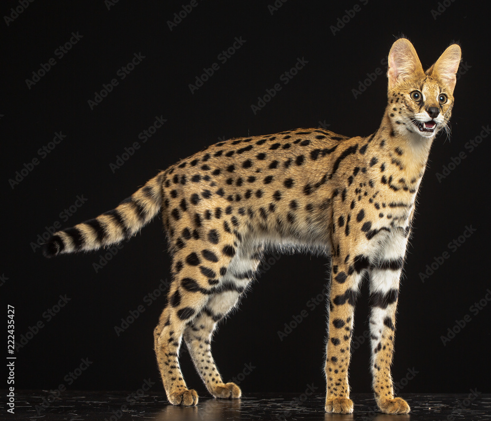 Black Serval Cats