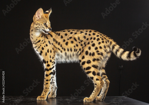 Serval cat isolated on Black Background in studio