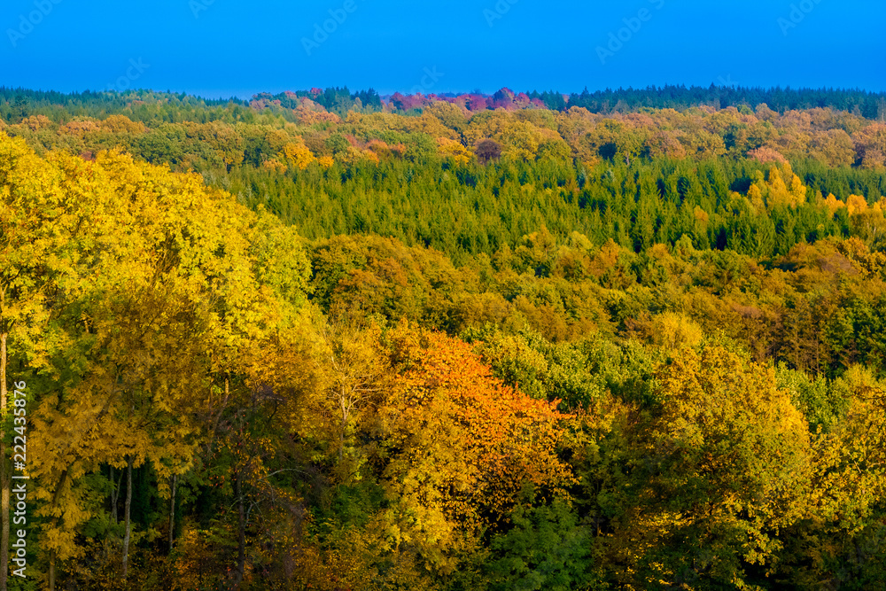 A magnificent view of the colourful trees at the famous forest Reinhardswald in Germany. The beautiful autumn foliage with the blue sky at the horizon makes it a perfect golden October day.