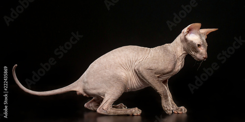 Fotografie Peterbald cat isolated on Black Background in studio
