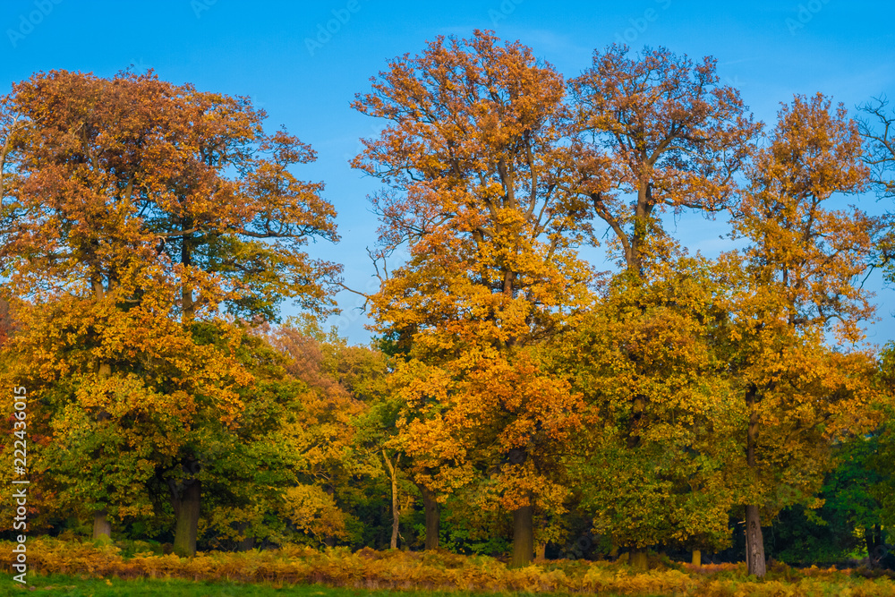 Naklejka premium Indian summer in Germany. A row of big trees are displaying fall colours of yellow and orange on a lovely golden October day in the legendary forest Reinhardswald in North Hesse, Germany.