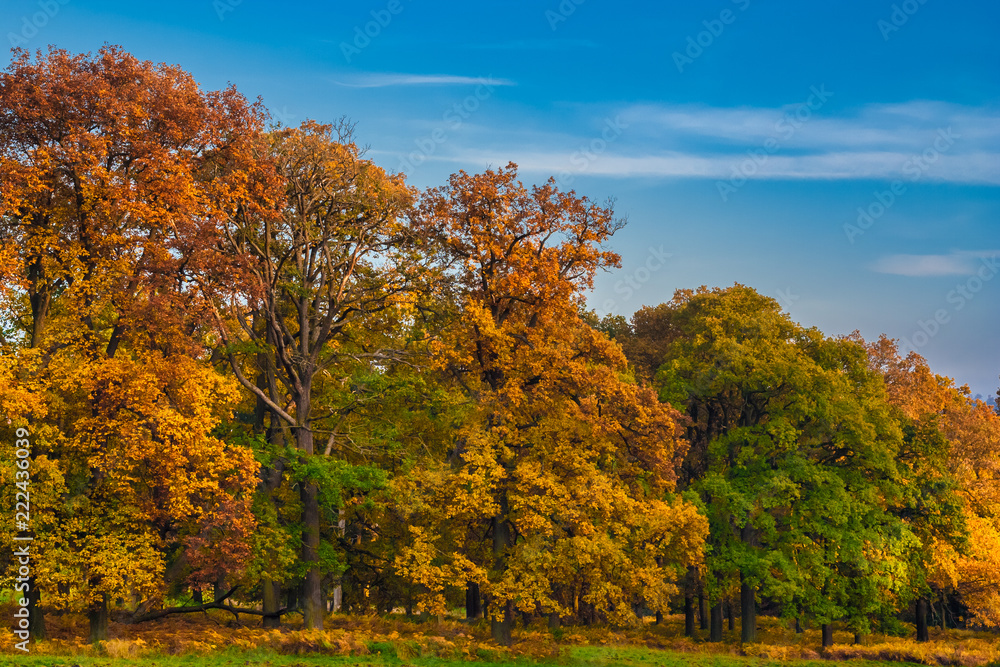 A downhill row of beautiful big trees with colourful leaves on a great autumn day in Reinhardswald, a forested upland that runs through the North Hessian county of Kassel, Germany.