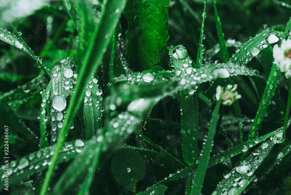 Fresh green grass with dew drops closeup. Nature Background Fresh green grass with dew drops closeup. Nature Background