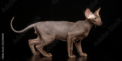 Peterbald cat isolated on Black Background in studio