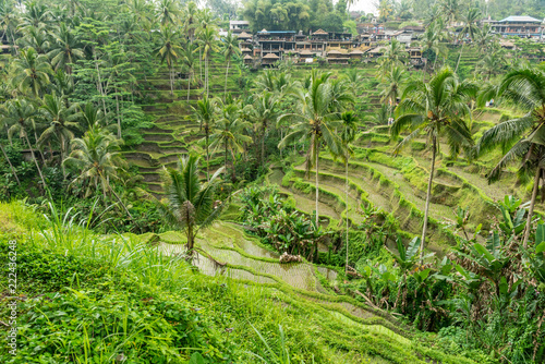 Rice Terrace, Tegalalang, Bali, Ubud, Indonesia, drone, aerial