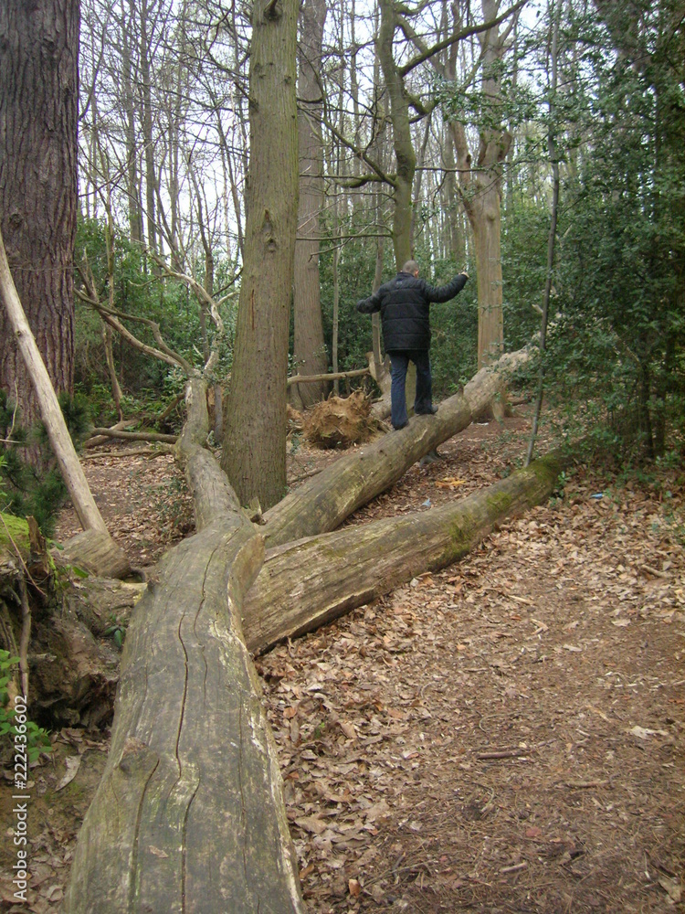 Country wood scene, man balancing on tree Country wood scene, man balancing on tree