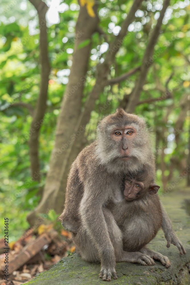 Monkey Forest Ubud Bali Indonesia funny apes playing around Stock Photo |  Adobe Stock