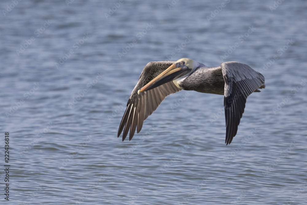 A brown pelican (Pelecanus occidentalis) in flight over water at Fort Myers Beach. A brown pelican (Pelecanus occidentalis) in flight over water at Fort Myers Beach.