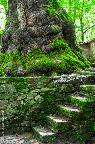Sycamore trunk and old stone stairs near it