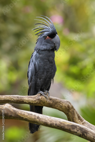 Palm Cockatoo - Probosciger aterrimus, large black unique cockatoo parrot from Indonesian and Australian forests and woodlands.
