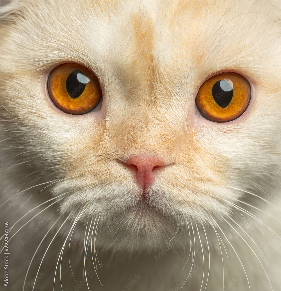Scottish Fold Cat isolated in studio Scottish Fold Cat isolated in studio