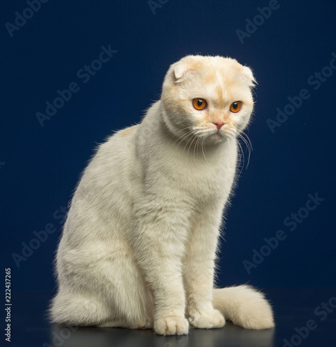 Scottish Fold Cat isolated in studio