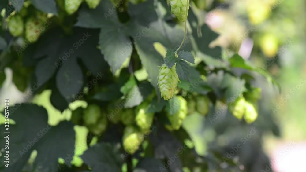 Green fresh hop cones for making beer and bread close-up. Agricultural background. Green fresh hop cones for making beer and bread close-up. Agricultural background.